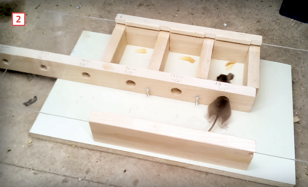 test to show how small of a hole mice can squeeze through