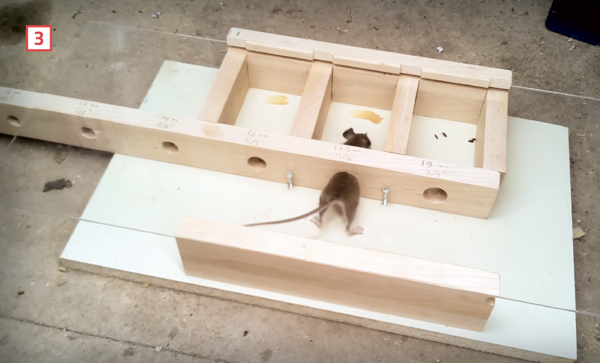 test to show how small of a hole mice can squeeze through